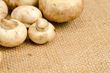 Mushroom