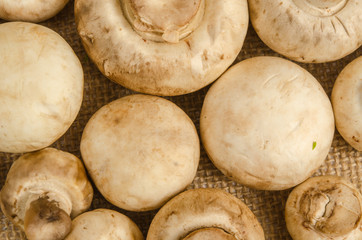 Mushroom