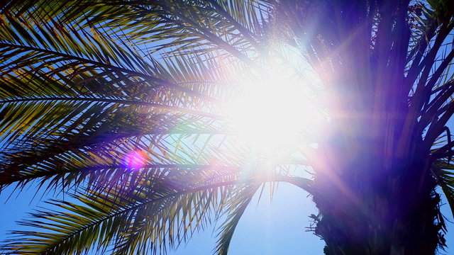 Sun shimmers through palm tree leaves on a clear summer day