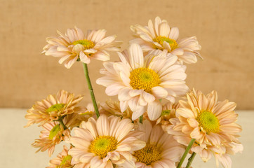 flowers background