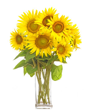 a big bunch of sunflowers in a vase