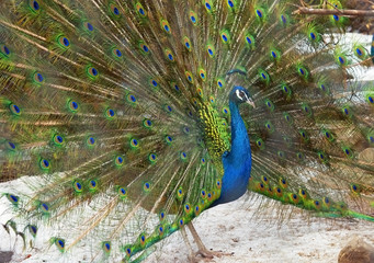 Obraz premium Индийский павлин