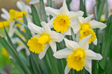 Crédence de cuisine en verre imprimé Narcisse daffodils