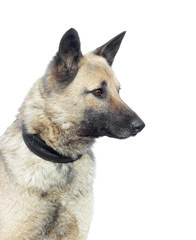 dog on a white background