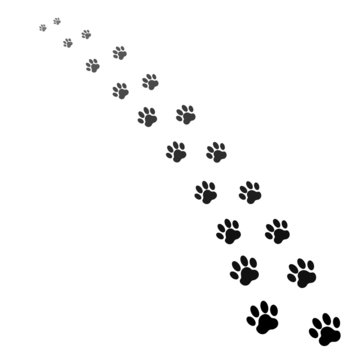 footprints of dog