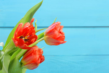 Roter Tulpenstrauß auf blauem Hintergrund
