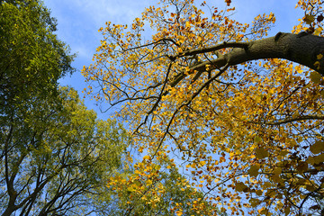 Autumn foliage on blue sky background