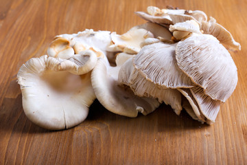 Oyster mushrooms