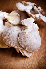 Oyster mushrooms