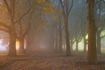 aleja platanów we mgle © Mike Mareen