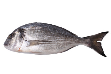 Fresh gilt-head bream