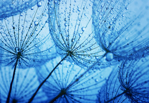 Fototapeta dandelion flower