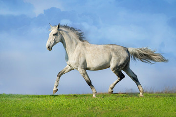 Obraz na płótnie Canvas Beautiful grey trotter horse run at the meadow