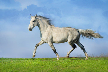 Beautiful grey trotter horse run at the meadow