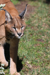 Karakal (Caracal caracal)