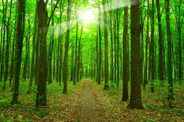 Fototapeta na wymiar sunlight forest