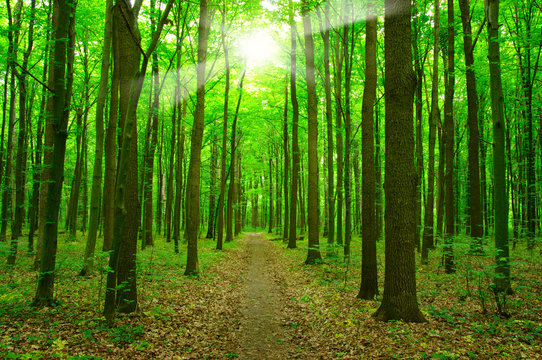 Fototapeta sunlight forest