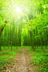 Obraz premium sunlight forest