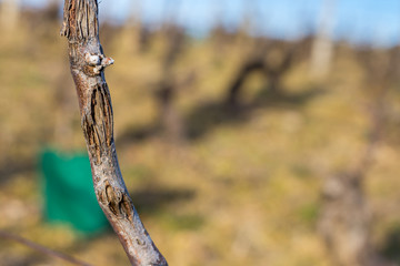 bourgeon de vigne
