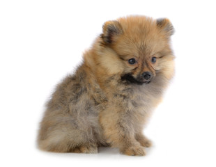 Pomeranian puppies isolated on white background.