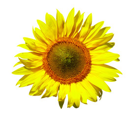 Obraz premium sunflower
