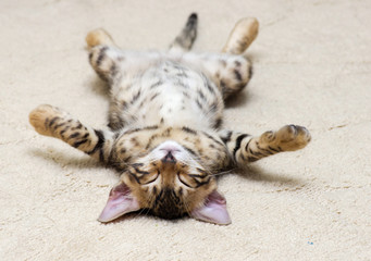 kitten sleeps