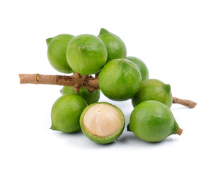 fresh macadamia nut on white background