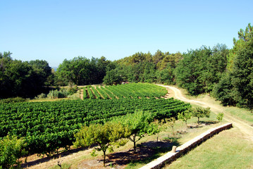 Fototapeta na wymiar vignes en provence