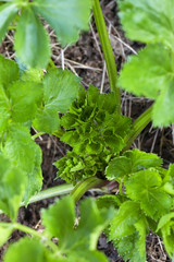 celery in the garden (organic farming)