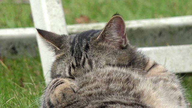 Katze bei der Fellpflege