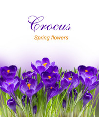 Early spring flower Crocus for Easter