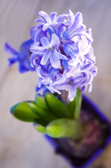 blue flower hyacinth