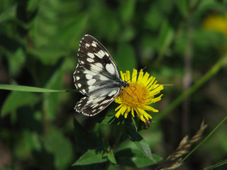 Grey butterfly on a dandelion