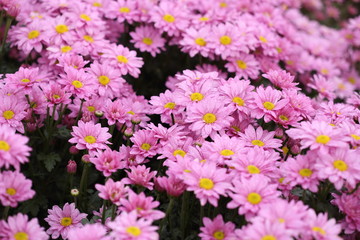 Naklejka premium Chrysanthemum flower blooming in the garden