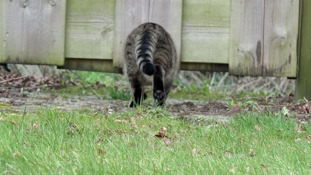 getigerte Katze kriecht unter Zaun durch