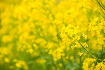 Obraz premium Rape Blossom Field