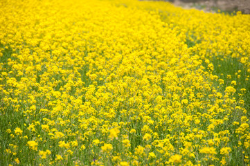 Rape Blossom Field