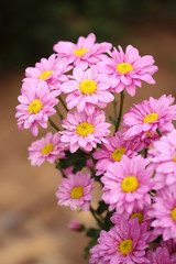 Fototapeta premium Chrysanthemum flower blooming in the garden