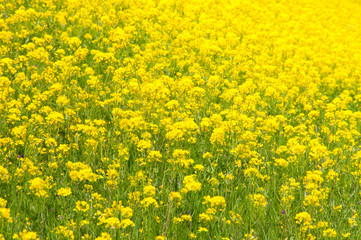 Obraz premium Rape Blossom Field