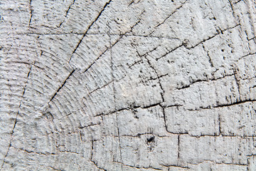Fototapeta premium Painted wood texture