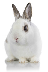 White rabbit isolated on a white background.