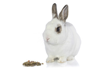 White rabbit isolated on a white background