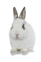 White rabbit isolated on a white background