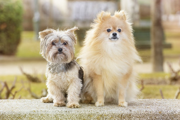 Yorkshire and pomeranian