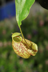 Nepenthes or Monkey Cups in garden