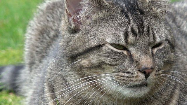 Graue getigerte Katze