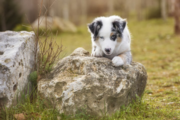 Australian shepherd