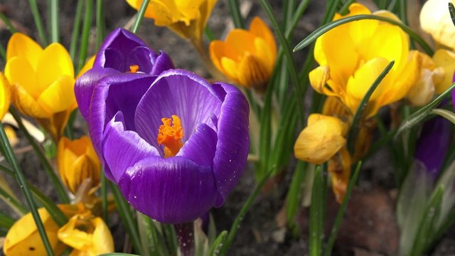 Krokusse