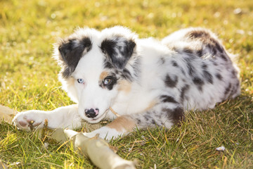 Australian shepherd