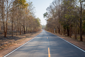 Fototapeta premium Long asphalt road with dry tree